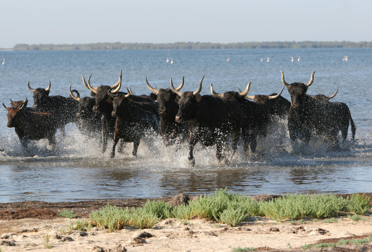 05.1-mercredi-camargue