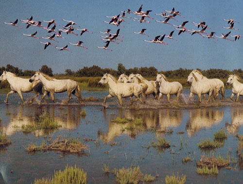 05.2-mercredi-camargue